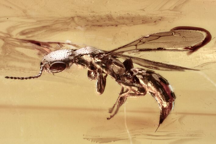 Fossil Wasp (Bethylidae) In Baltic Amber #381238